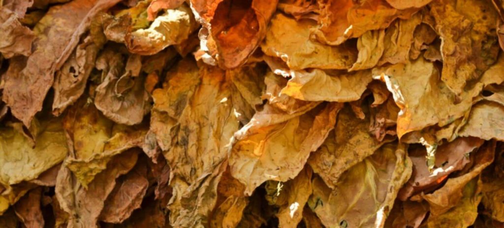 A close-up of air-cured tobacco leaves